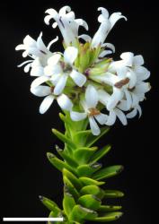 Veronica petriei. Sprig. Scale = 10 mm.
 Image: P.J. Garnock-Jones © Te Papa CC-BY-NC 3.0 NZ